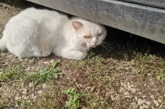 Найден домашний белый кот в Иглино, Башкортостан