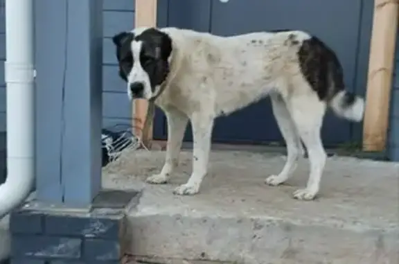 Найдена собака на улице Айдинова в Казани