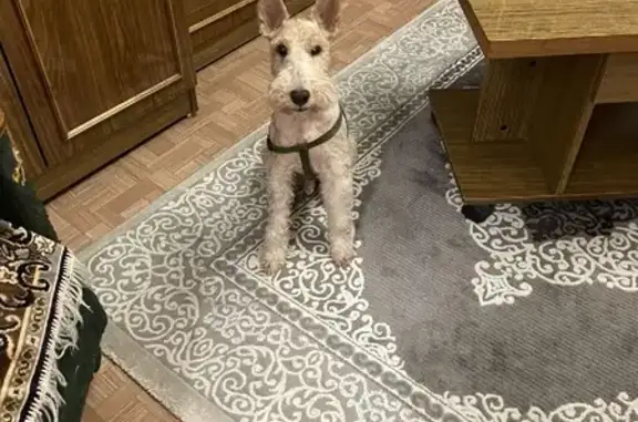 Найденные животные Калининград, фото: Найден фокс-терьер на Л. Шевцовой, 25