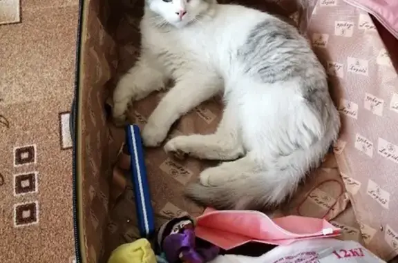 Кошки потеряшки, Тольятти, фото: Потеряшка кошка на Суворова, 8: ОДНОГЛАЗЫЙ кот, вознаграждение.