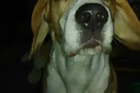 Собака Бигль найдена на 108 трассе, ул. Донская, Малино.