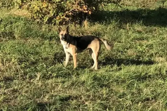Найдена собака на улице Репина, 47 в Ульяновске