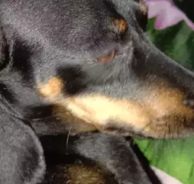 Пропала собака Такса в Нижнеудинске