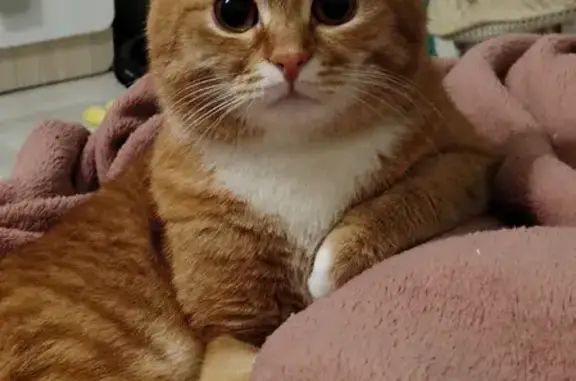 Кошки потеряшки, Казань, фото: Потеряшка кот на Ноксинском Спуске, Казань