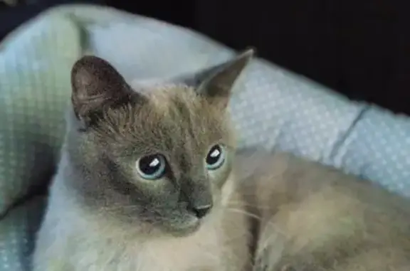 Пропала кошка на Минском шоссе, кличка Миша, серый окрас, нуждается в особом питании.