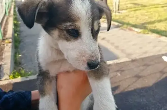 Найдены щенки на ул. Короленко, 17 в Томске