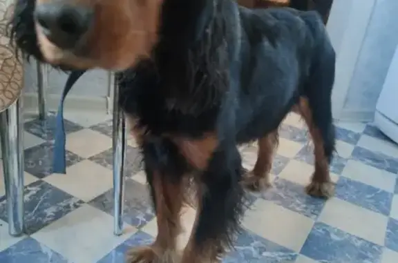 Собака породы спаниель найдена на улице Мухина, 11 в Хабаровске