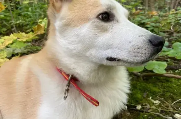 Пропала собака на Коммунистической ул. в Брянске