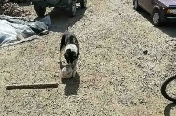 Собаки потеряшки, Томск, фото: Потеряшка собака Бакс, пос. Каштак, Томск.