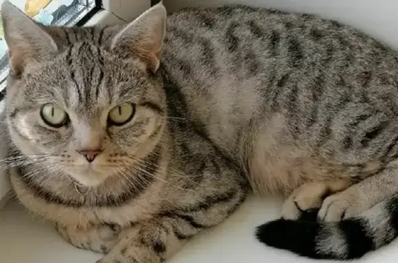 Пропала кошка на проспекте Мира, 46 в Котласе