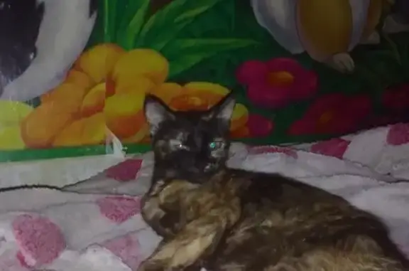 Пропала кошка Мурка на Логовой улице, Кумертау