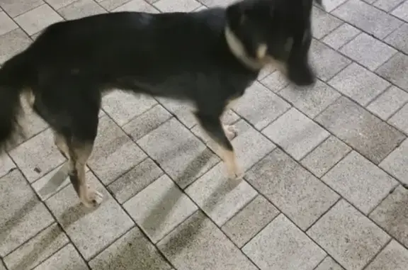 Найдена собака в ЖК Шереметьевский, Москва