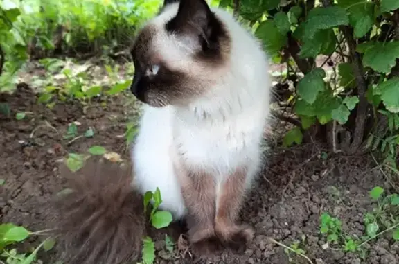 Пропала кошка Жужа на Комсомольской улице, Малмыж