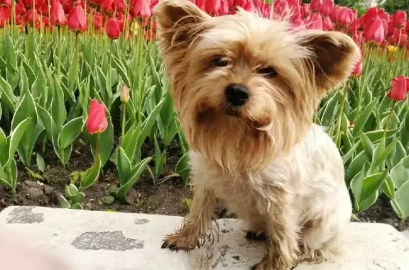 Собаки потеряшки, Москва, фото: Потеряшка собака Ева на Кременчугской улице, Москва