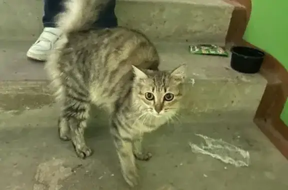 Найдена кошка на Яна Крастыня 4 в Йошкар-Оле