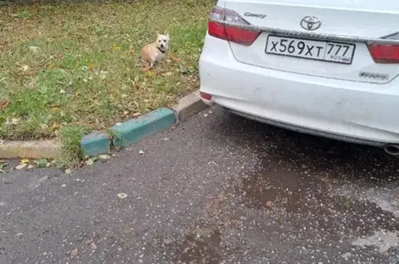 Потерян собака на ул. Маршала Василевского, Москва