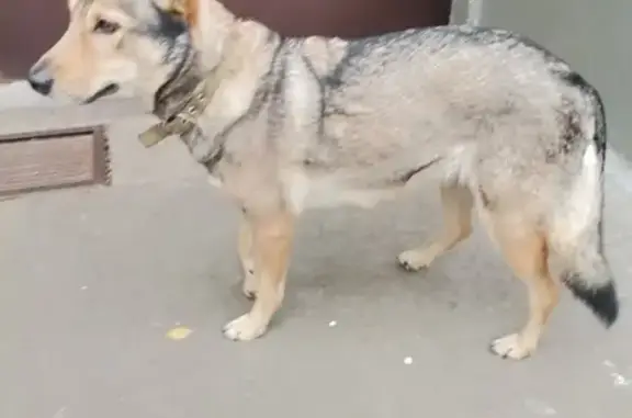 Найдена собака на Пронской улице, Жулебино