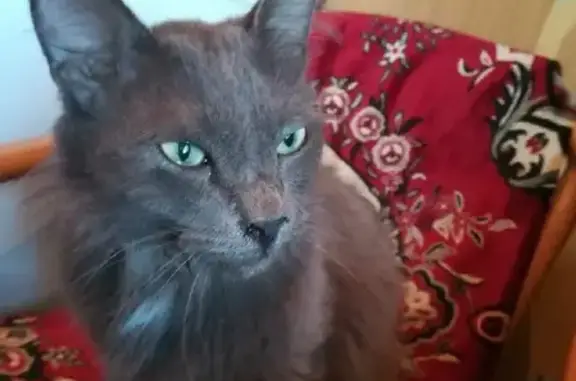 Найдена кошка Котик на ул. 8-й Воздушной Армии, 16