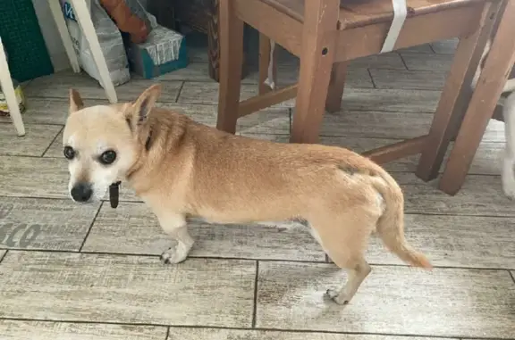 Найденные животные Москва, фото: Найдена рыжая собака на ул. Маршала Василевского, Москва