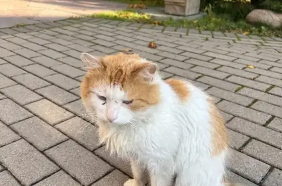 Потерян домашний котик на Баболовской улице