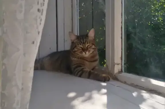 Кошки потеряшки, Ижевск, фото: Потеряшка кошка на Первомайской, нужна помощь!