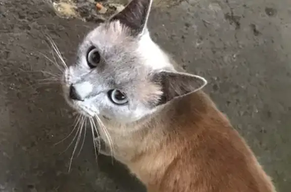 Пропала сиамская кошка на Красной улице, 31