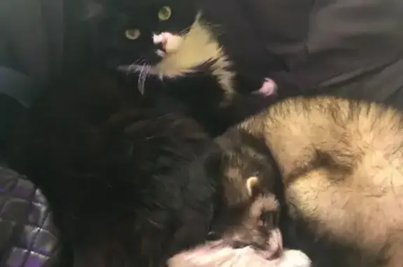 Кошки потеряшки, Санкт-Петербург, фото: Потеряшка кот Сёма на Измайловском проспекте