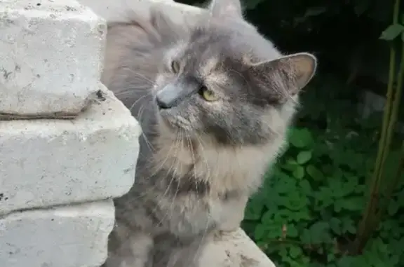 Пропала кошка на Огородной, 11, Подольск: серо-рыжая, 1г 4м, стерилизована.