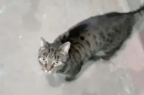 Найдена домашняя кошка на улице Стойкости