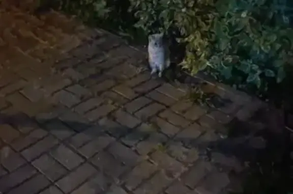 Найдена белая кошка с лемур-хвостом на Буяновском переулке, Томск