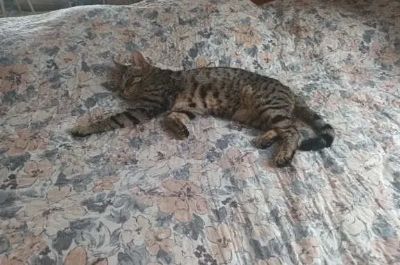 Пропала кошка на Нелидовском, 17А