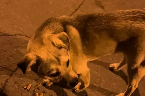 Найдена собака на улице Омская в Челябинске