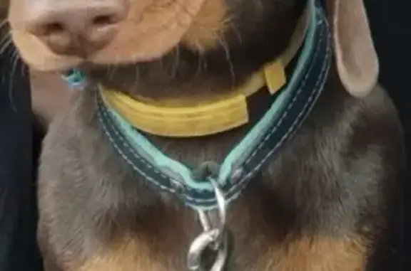 Собаки потеряшки, Москва, фото: Потеряшка собака Купер на Костромской, требуется помощь