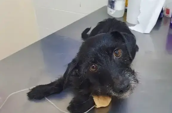 Найдена ухоженная собака в Пушкино