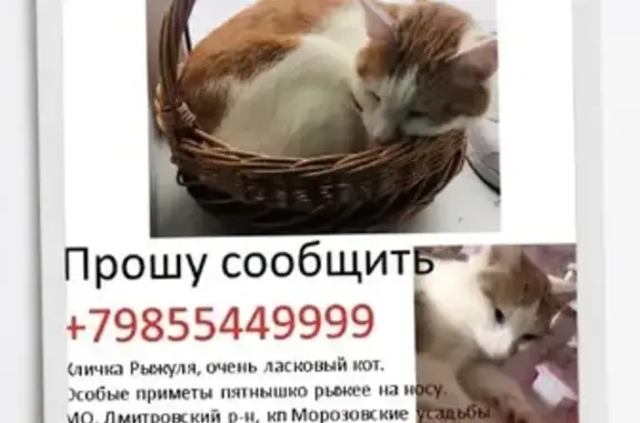 Пропал кот в Селевкино, Московская область.