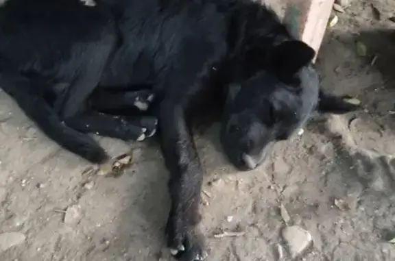 Потерян щенок на 3-м Кавказском тупике, Саратов