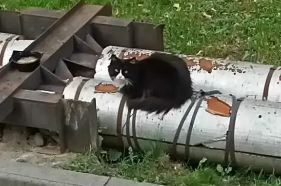 Найдена кошка в Томске, переулок Нахановича, 4А