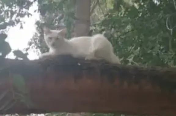 Пропал белый кот на ул. Фурманова, Россошь