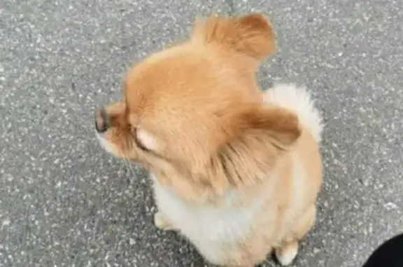 Объявления о пропавших и найденных животных, Санкт-Петербург, фото: Пропала собака Джози на Береговой улице