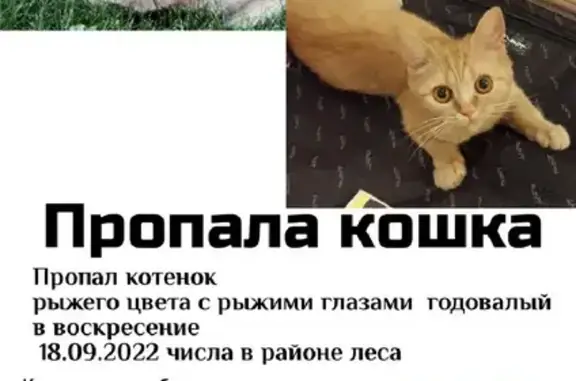 Пропала кошка в Московской области, вознаграждение!