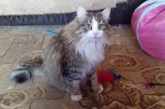Пропала кошка Марсик на Станционной улице, 16 в Орске