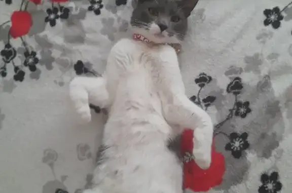 Кошки потеряшки, Санкт-Петербург, фото: Потеряшка кошка Бася на Дунайском проспекте 55к1, СПб