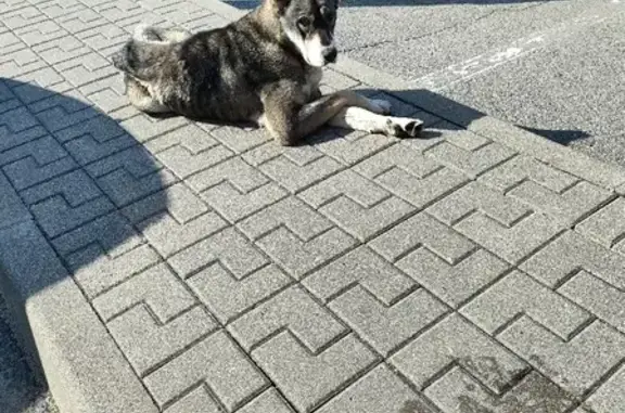 Собака Бедалага найдена на Меженинова, 5