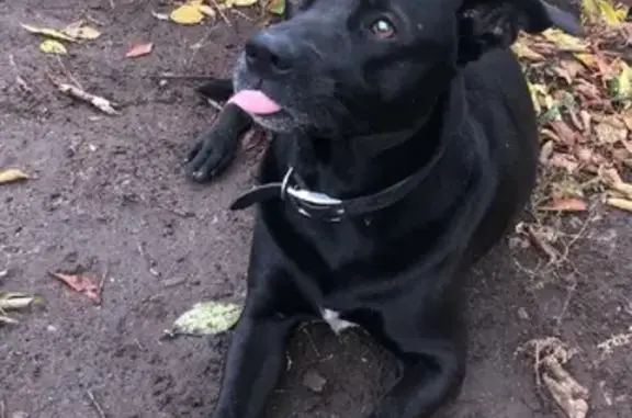 Найдена черно-белая собака на Смольной улице
