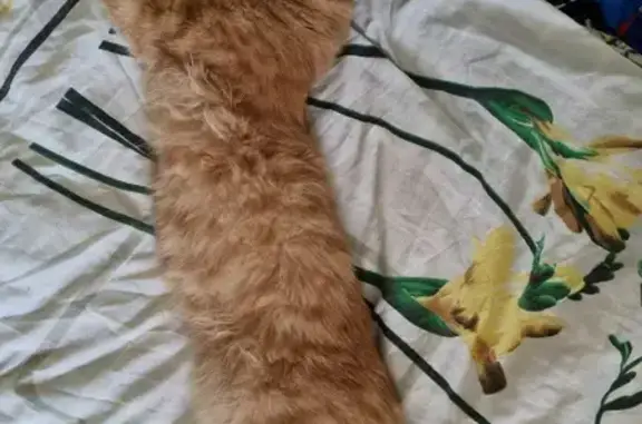 Кошки потеряшки, Санкт-Петербург, фото: Потеряшка кошка Метис мейн куна на В.О. 7-я линия, 2/1