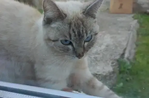 Кошка с антицарапками на ул. В. Толстикова, 44, Кемерово