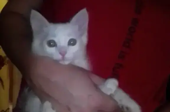 Найдена кошка на Дорожной, 6 в Лесосибирске