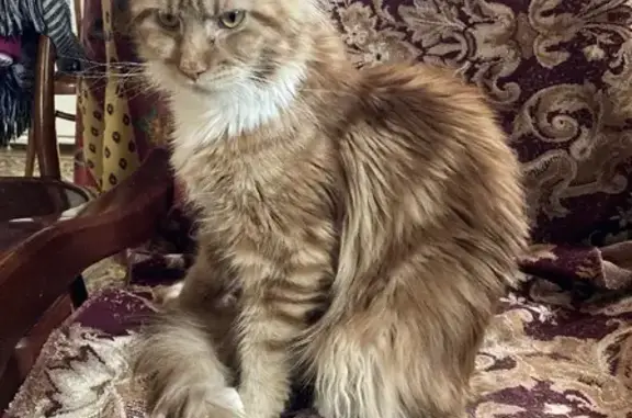 Кошка пропала в Видном, МО