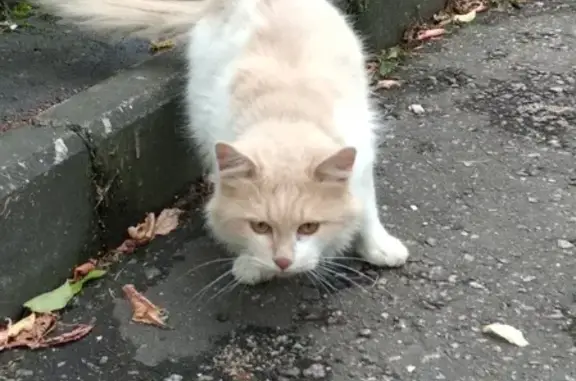 Бело-рыжая кошка на Прянишникова, 5А