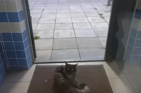 Найдена кошка серо-черного окраса на улице Эльменя, 22 к1
